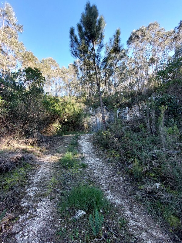 Aproximação ao anfiteatro da Pedreira Histórica de Valinho do Rei.jpg