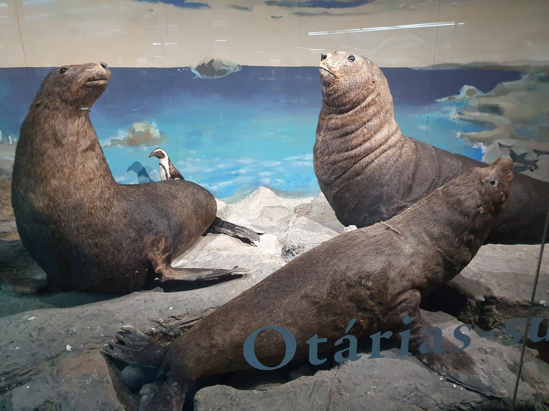 Aquário Vasco da Gama - Otárias.jpg