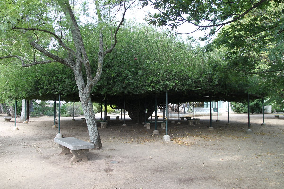 Jardim Botânico da Ajuda 7366.jpg
