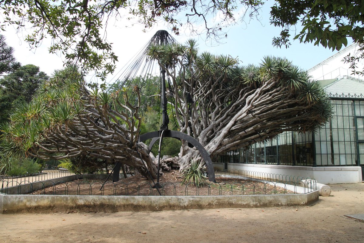 Jardim Botânico da Ajuda 7371.jpg