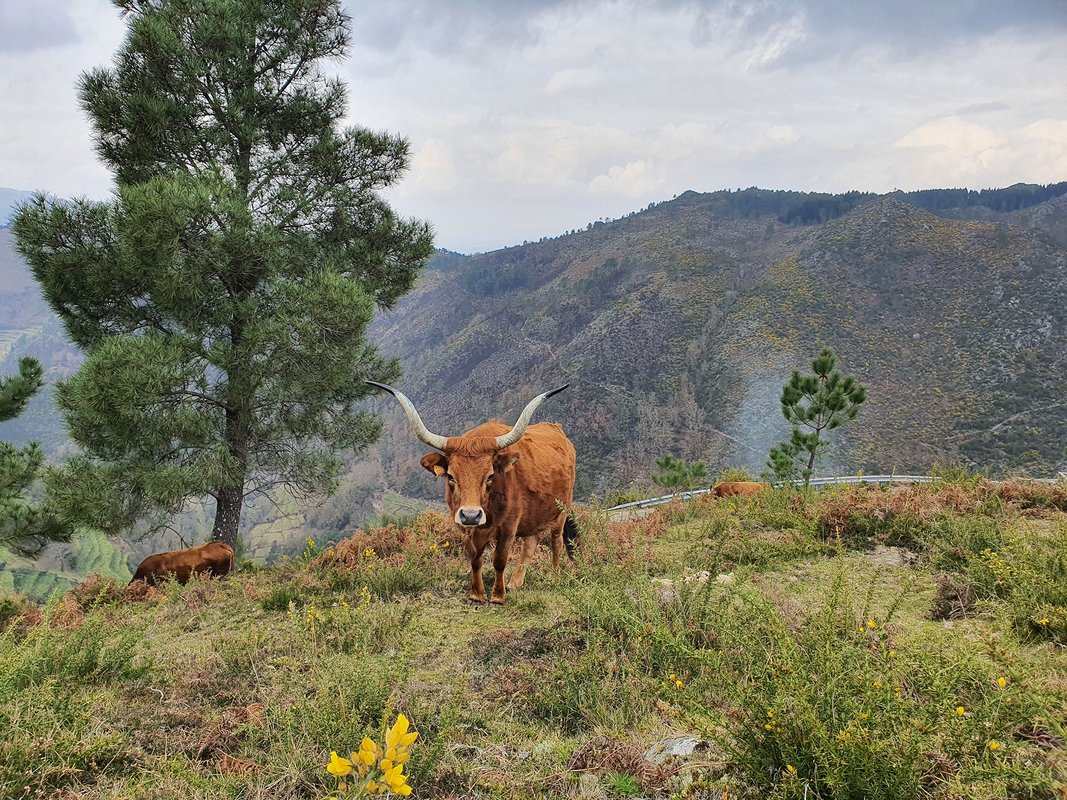 Sistelo - Cachenas.jpg